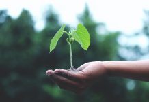 Is the Plant Parent Life Really for Me?