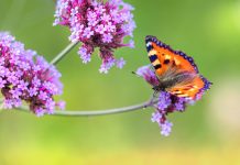 My Fibromyalgia Story